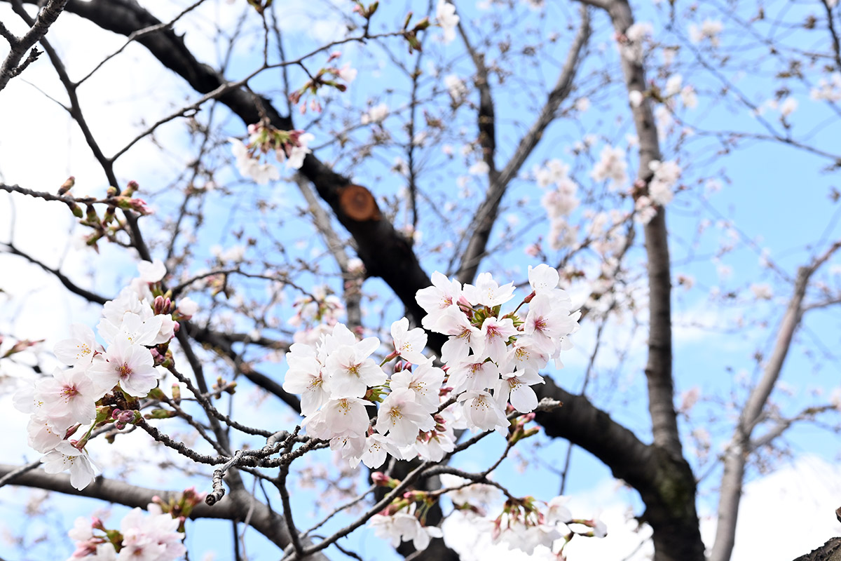 一方ソメイヨシノは五分咲き、この週末で満開となり見頃になりそうです