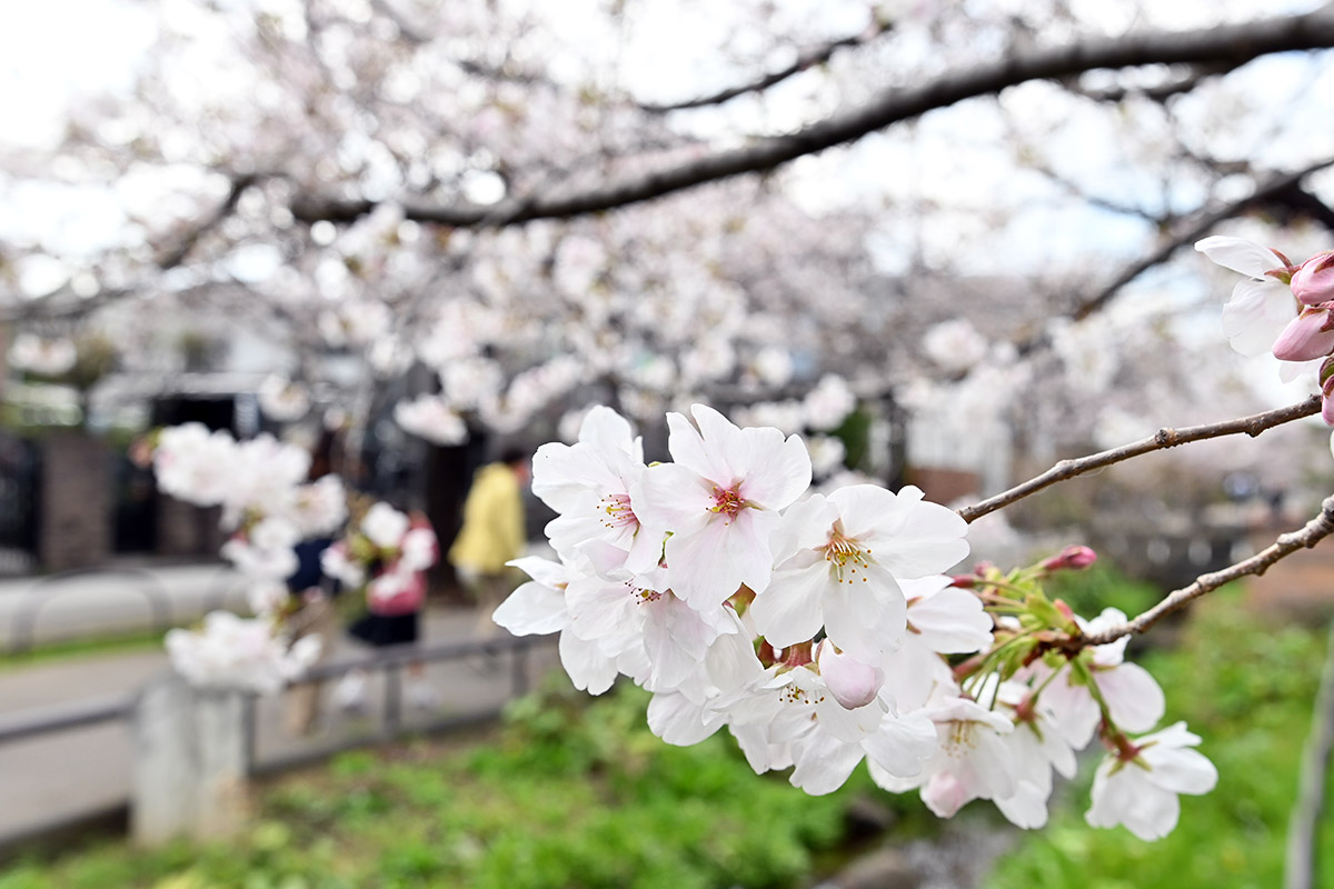 2026年3月27日の北沢川緑道