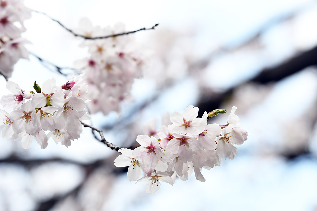 2026年3月27日の北沢川緑道