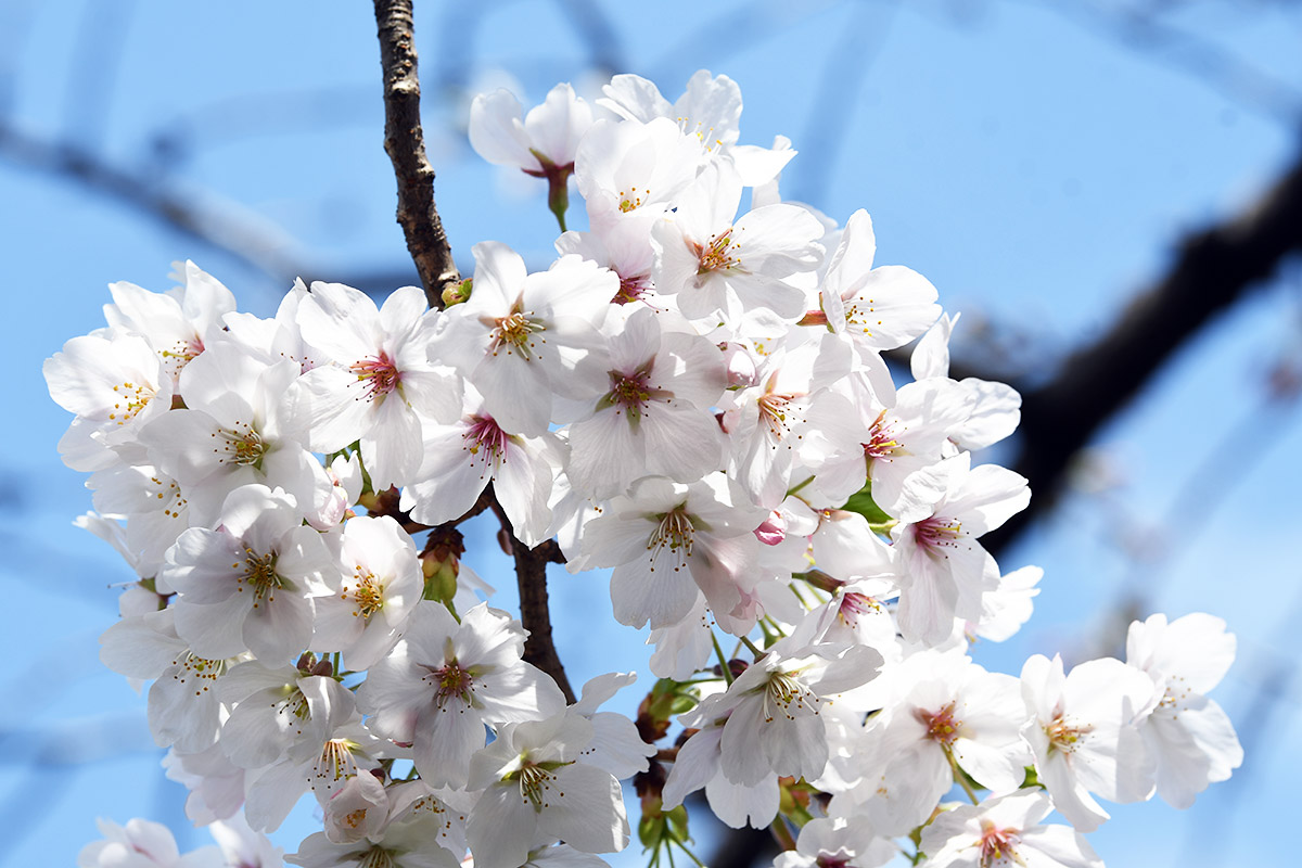 2026年3月27日の北沢川緑道