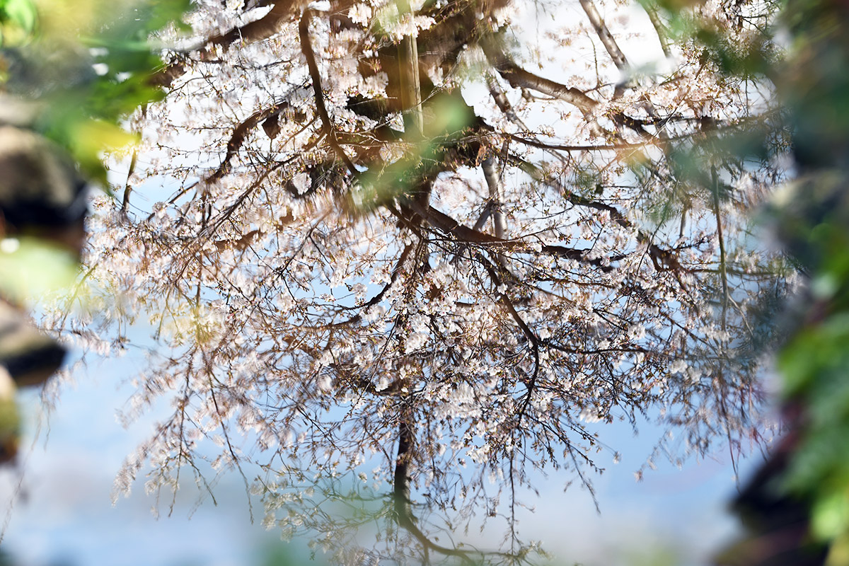 2026年3月27日の北沢川緑道
