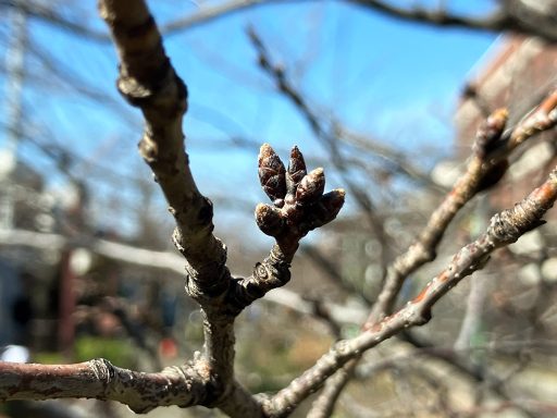 2026年3月7日時点、北沢川緑道の桜