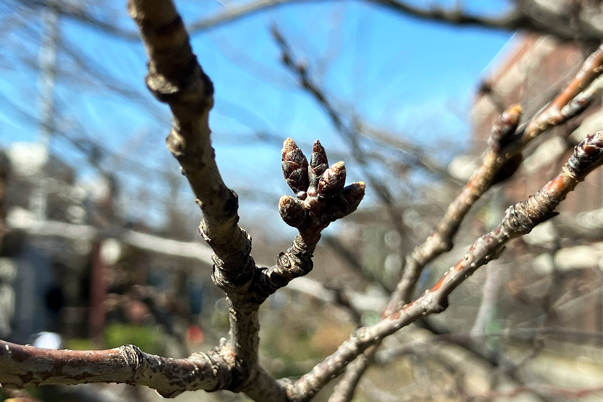 2026年3月7日時点、北沢川緑道の桜