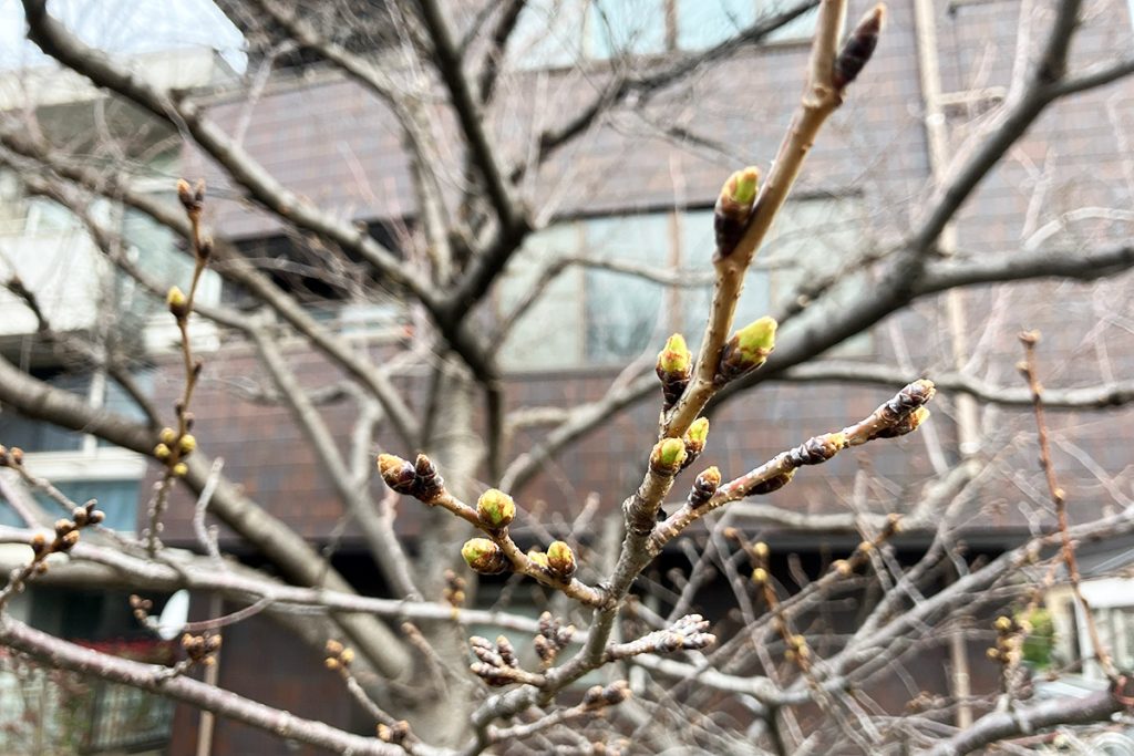 2026年3月13日時点、北沢川緑道の桜