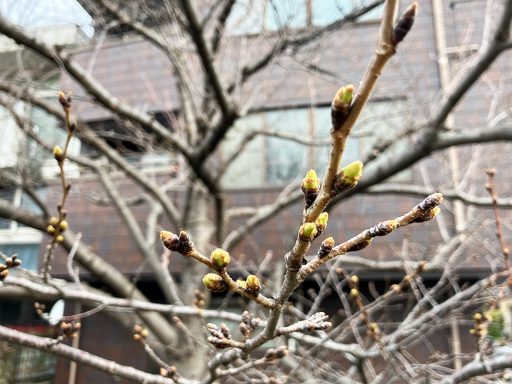 2026年3月13日時点、北沢川緑道の桜