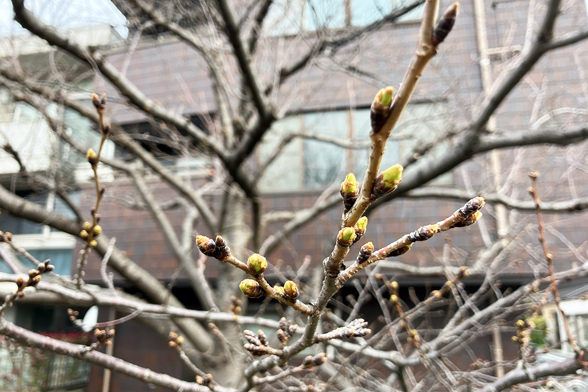2026年3月13日時点、北沢川緑道の桜