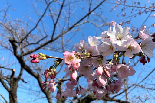 2026年3月17日時点、北沢川緑道の桜