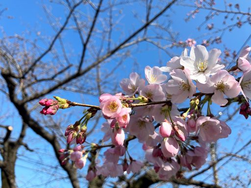 2026年3月17日時点、北沢川緑道の桜