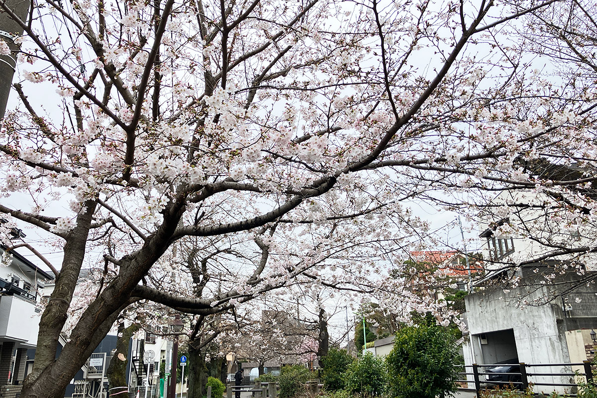 2026年3月23日時点の北沢川緑道の桜