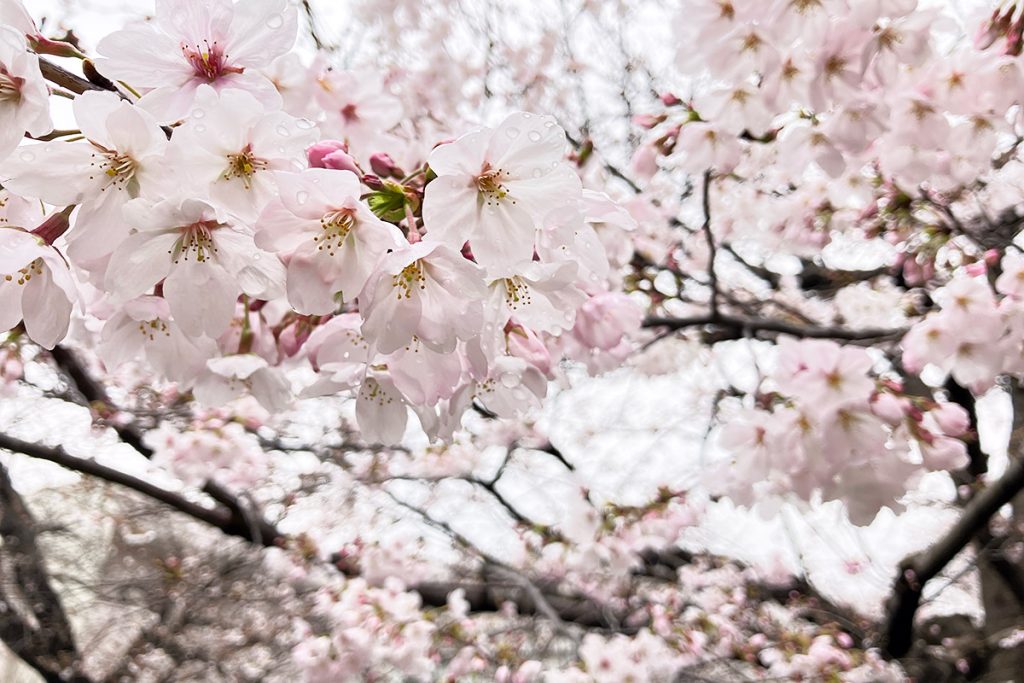 2026年3月23日時点の北沢川緑道の桜