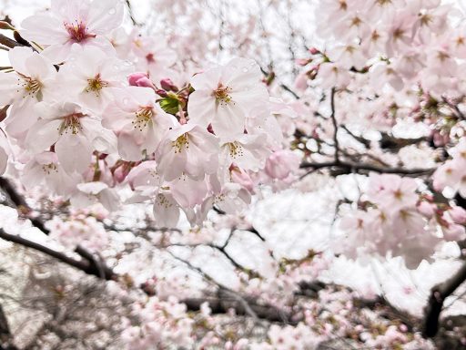 2026年3月23日時点の北沢川緑道の桜