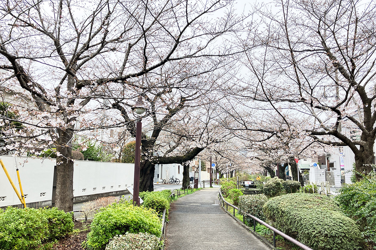 2026年3月23日時点の北沢川緑道の桜