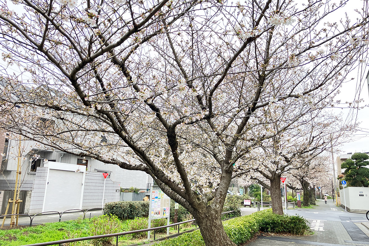 あの桜も力強く咲いています