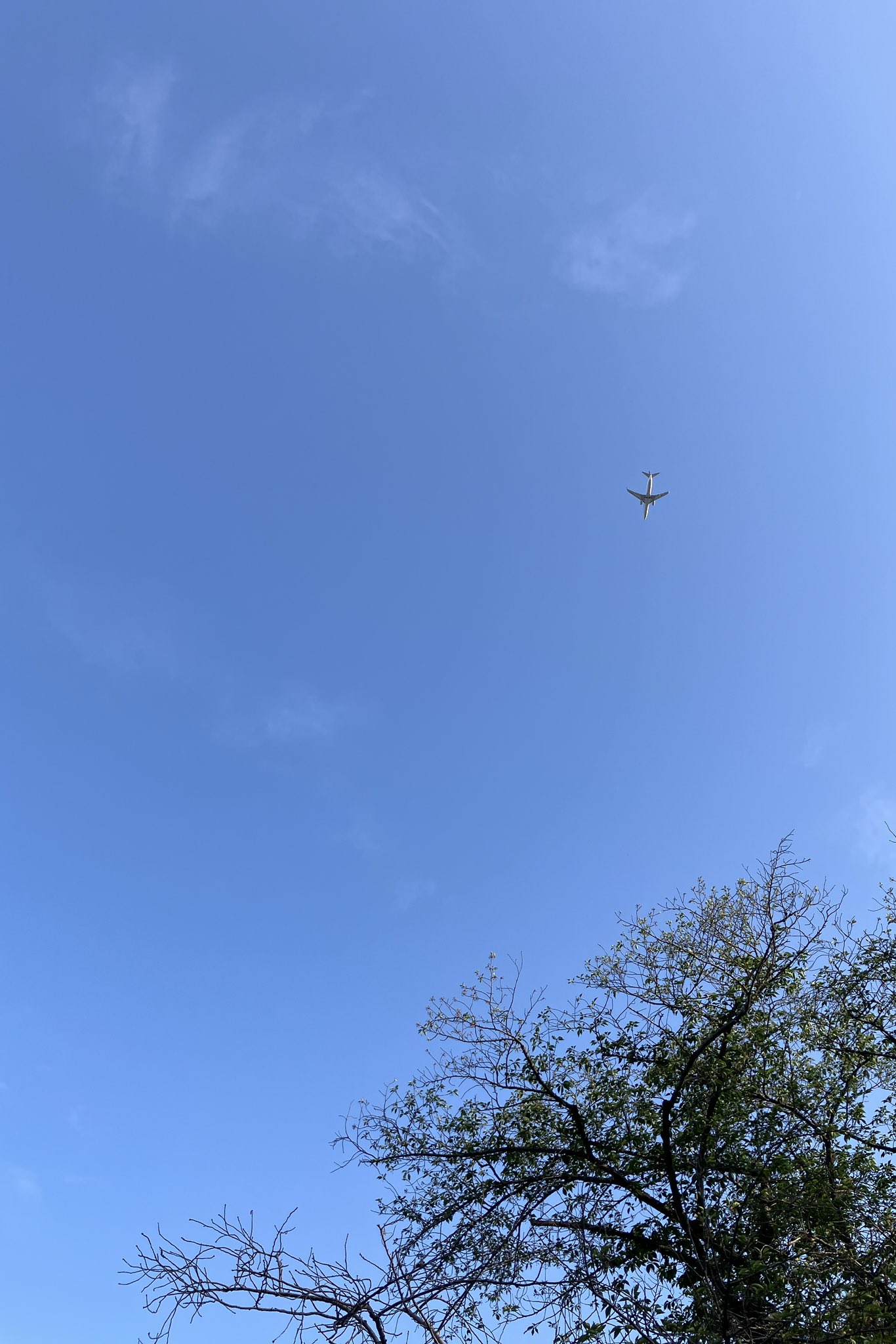 4月に開催された代々木公園、空を見上げたら飛行機が飛んでた。なんだか、非日常でしたね、公園でお酒を飲むのは